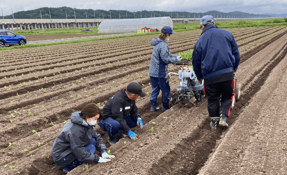苗植えの様子
