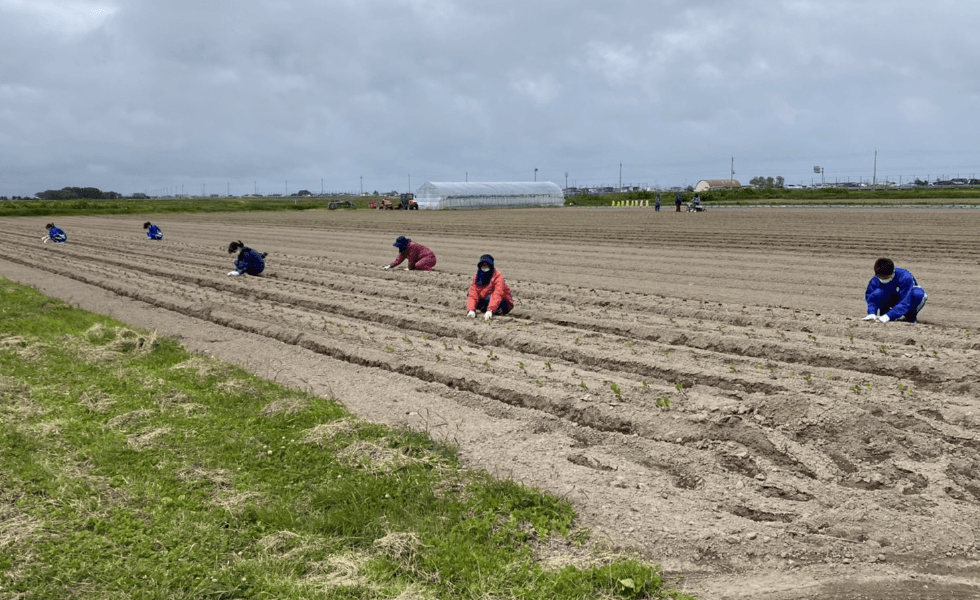 『あおもり藍』の苗